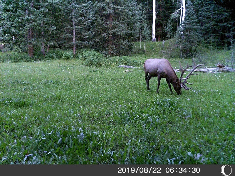 5 Megapixel Game Camera